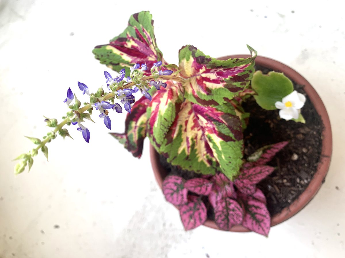 Grading Gardens Blog tweet media
