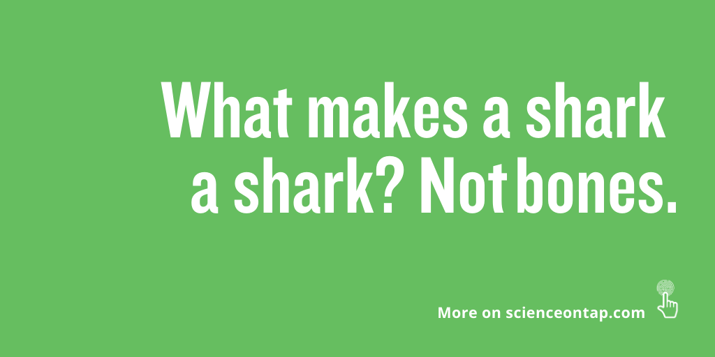 SciOnTapAAAS's tweet photo. #Shark skeletons are made up of cartilage, a material half as dense as a bone but allows these intimidating creatures to be such powerful swimmers. Learn more at: https://t.co/ZhLroMgUZ5
#AAAS #scienceontap #scifacts #sciencenews #science #scienceresearch #STEM #STEMnews https://t.co/zPTRh26eEp
