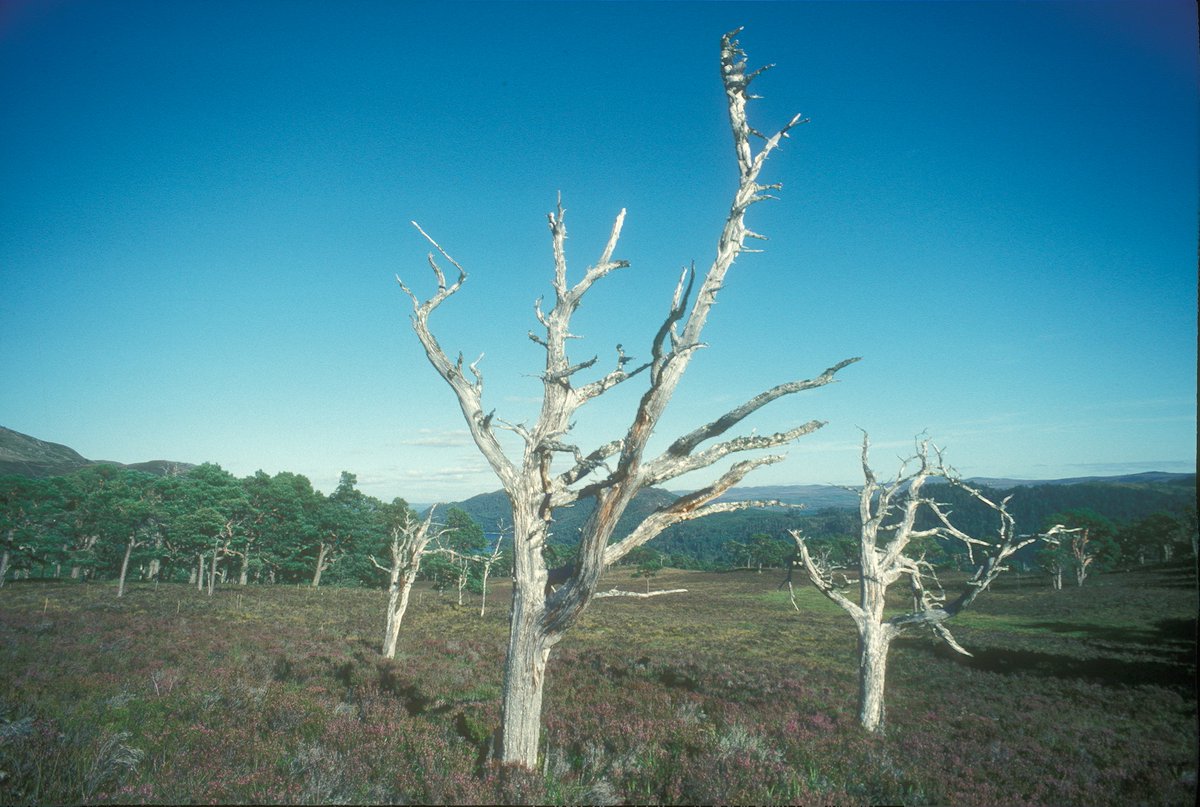 AlanWatsonFeat1's tweet photo. Today is the 30th anniversary of the 50 hectare fence for natural regeneration at Coille Ruigh in Glen Affric. This was the first project I carried out to help restore the Caledonian Forest there - today I'm going out to celebrate &amp; see the recovery that has taken place. https://t.co/ncHpsEqvz7