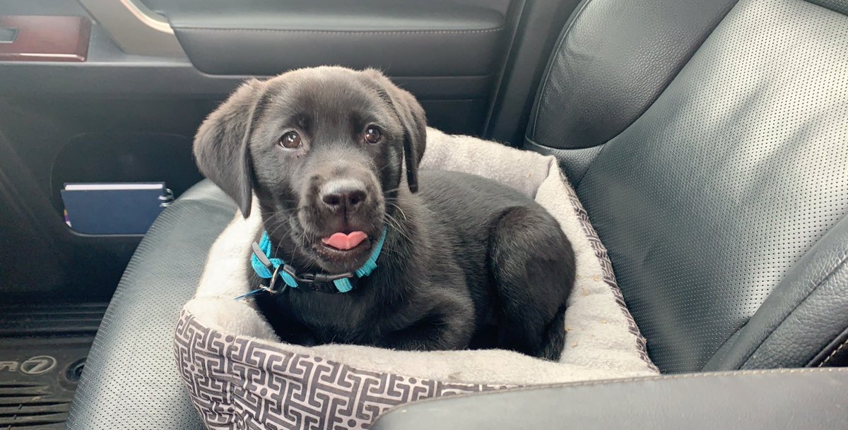 baileyhoover48's tweet photo. Incase anyone needed some cute pictures of Nova in a cat bed..❤️ https://t.co/VIyE3Tq6NS