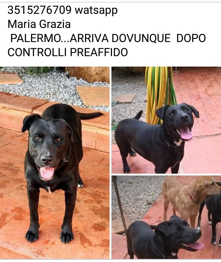 ADOTTA UN CUORE*CONDIVISIONI*APELL tweet media