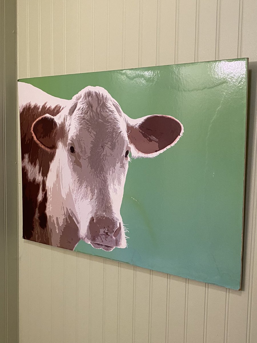 BellKnowsBall's tweet photo. moo https://t.co/qwEOARrg1b