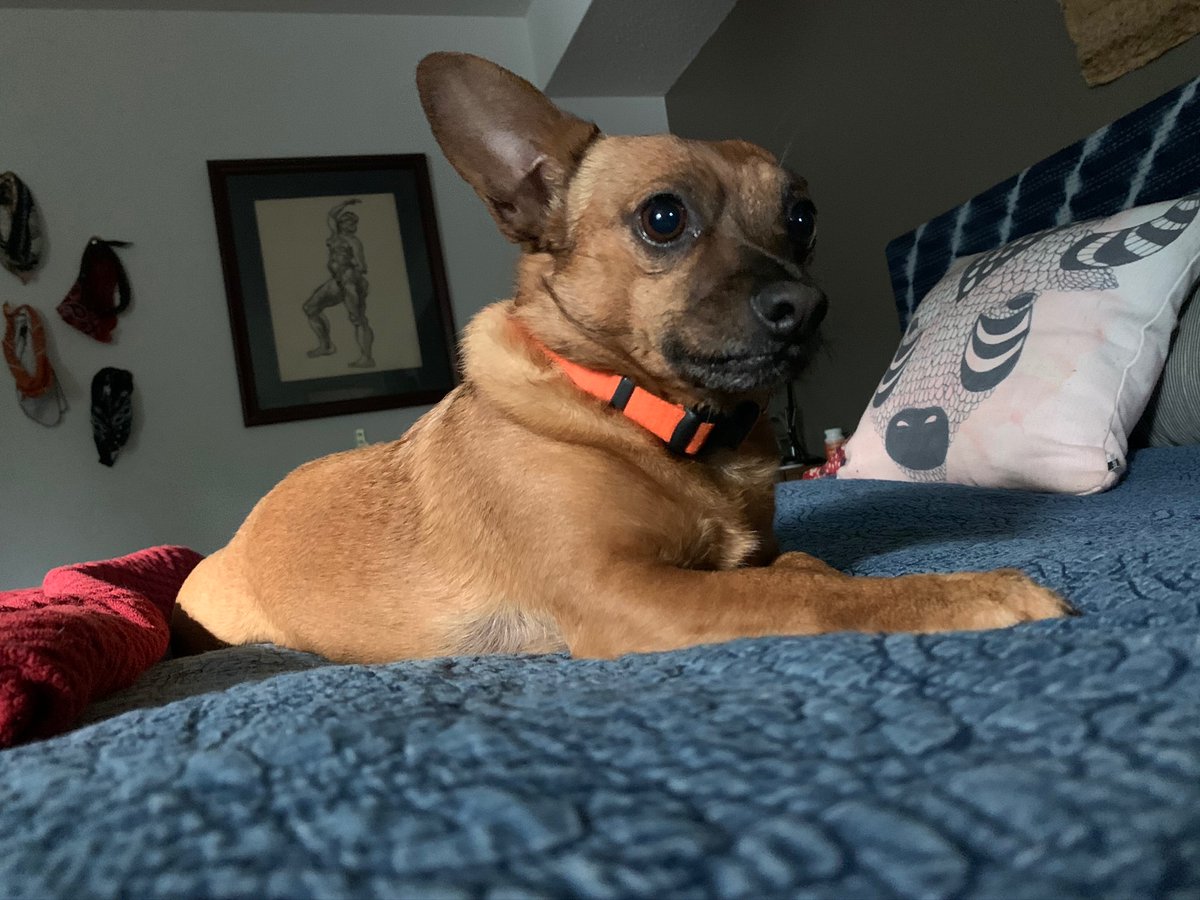 Jeffreyswoods's tweet photo. @ALT_uscis The Great Milo https://t.co/wTv5K4Gy3Y