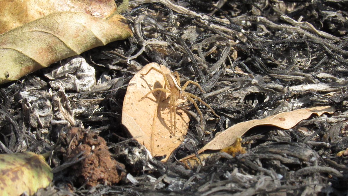 wolf_uwu's tweet photo. @Michelotto8legs essa seria uma neoctenus sp (Trechaleidae)? Me passaram essa id e queria confirmar. Desde já, agradeço! https://t.co/4EVfDh3FwN