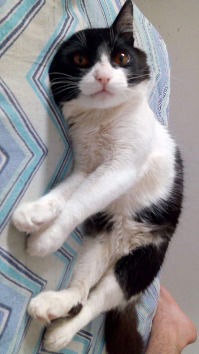 Papai ama muito 😍👑
#cat #Príncipe #Bebezão