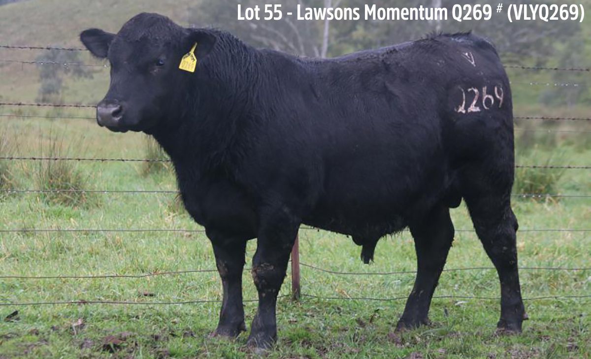 Angus Australia tweet media