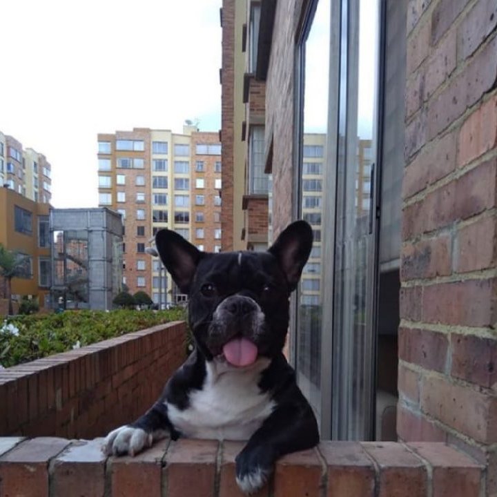 JavierTatis's tweet photo. #AnimalesEnElCartel París en el cartel 🐶🐶🐶 https://t.co/2OyZYhyxPF