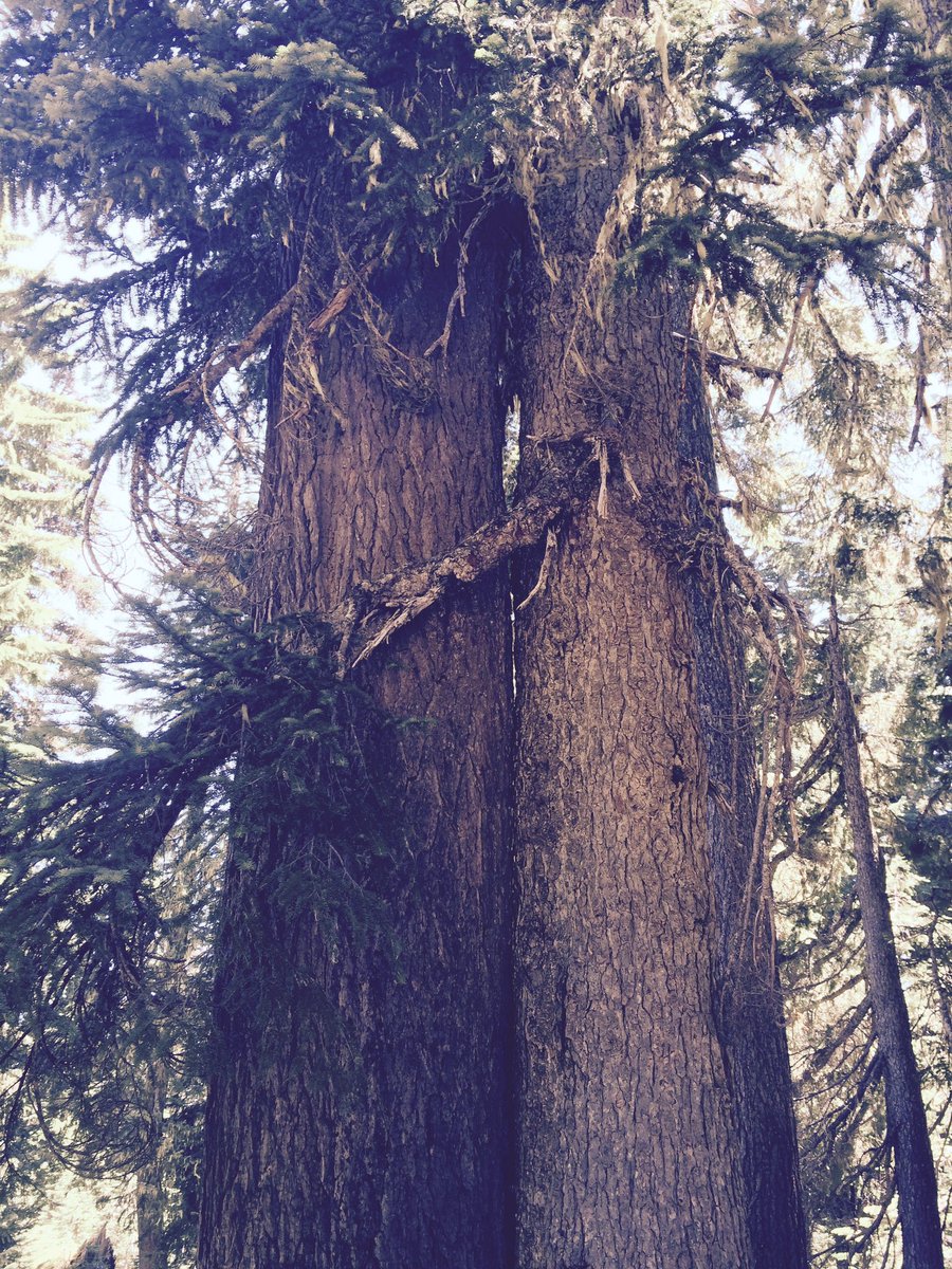 ahoverman's tweet photo. @CatchTheBaby @nickisnpdx Yes! Tree hugs! π²π²π² #treemorefearless #pinksocks #onlyplanetwegot #noplanetb #treemedicine #mothertrees #pleasecoexist Thank you! @nickisnpdx @nwejinan @psr_washington @NWNMCollab https://t.co/FfsrvEcsFW https://t.co/WggZjIl4tj