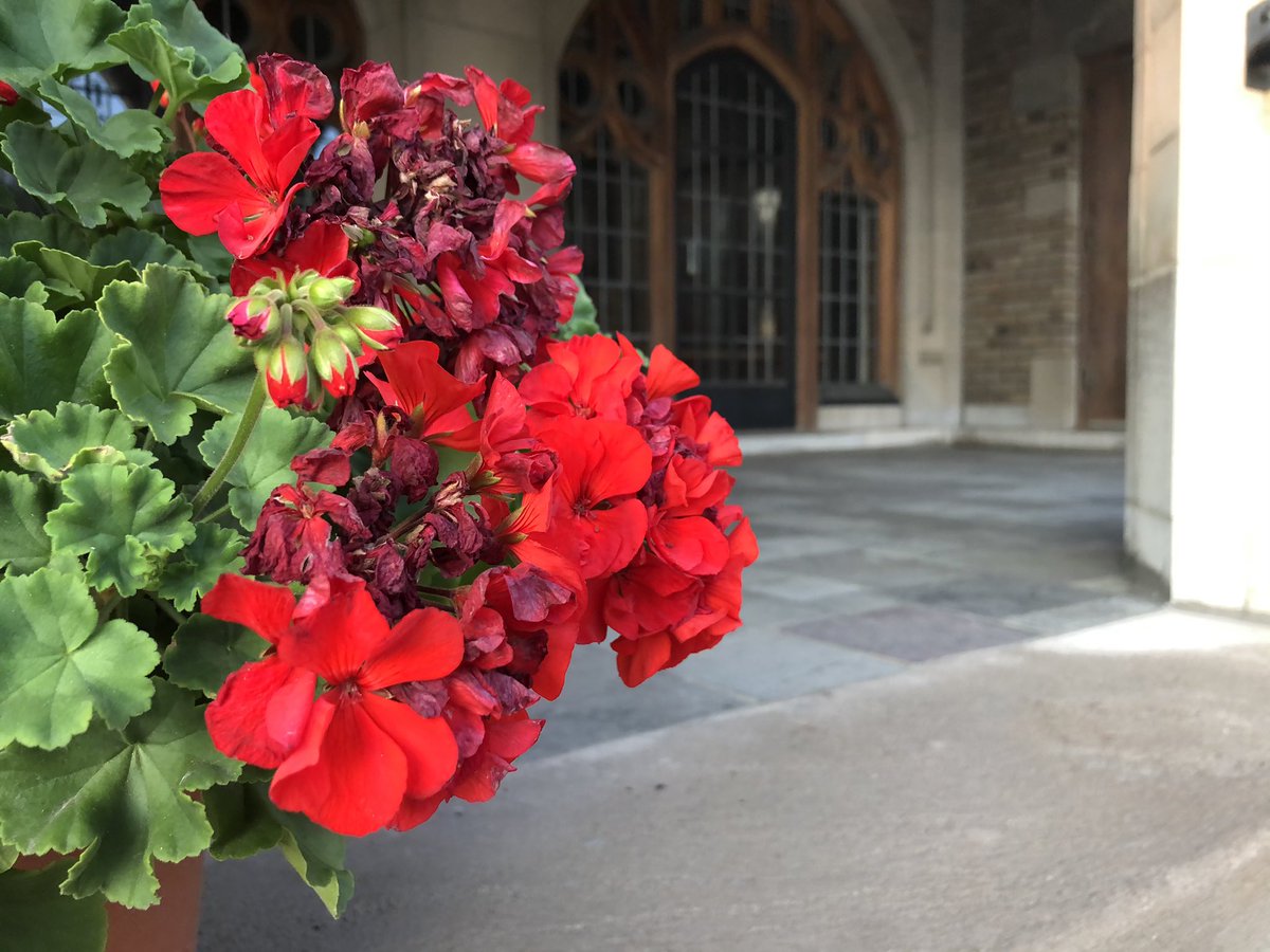 JackFalinski's tweet photo. Flowers are in full bloom at The Peoples Church along Grand River #jrn203detail https://t.co/RStUZSoinb