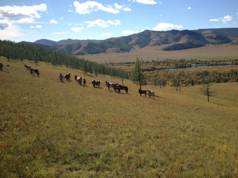 JulieVeloo's tweet photo. Fall Riding.doesn't matter what year it is,what political party is in power, what virus is wreaking havoc or what natural disaster is hovering...it is #blissful out here.
Hope you all have some place to #getaway &amp; #recharge.  I know my happy place is on #horseback in #mongolia. https://t.co/fYJkPrEFsa
