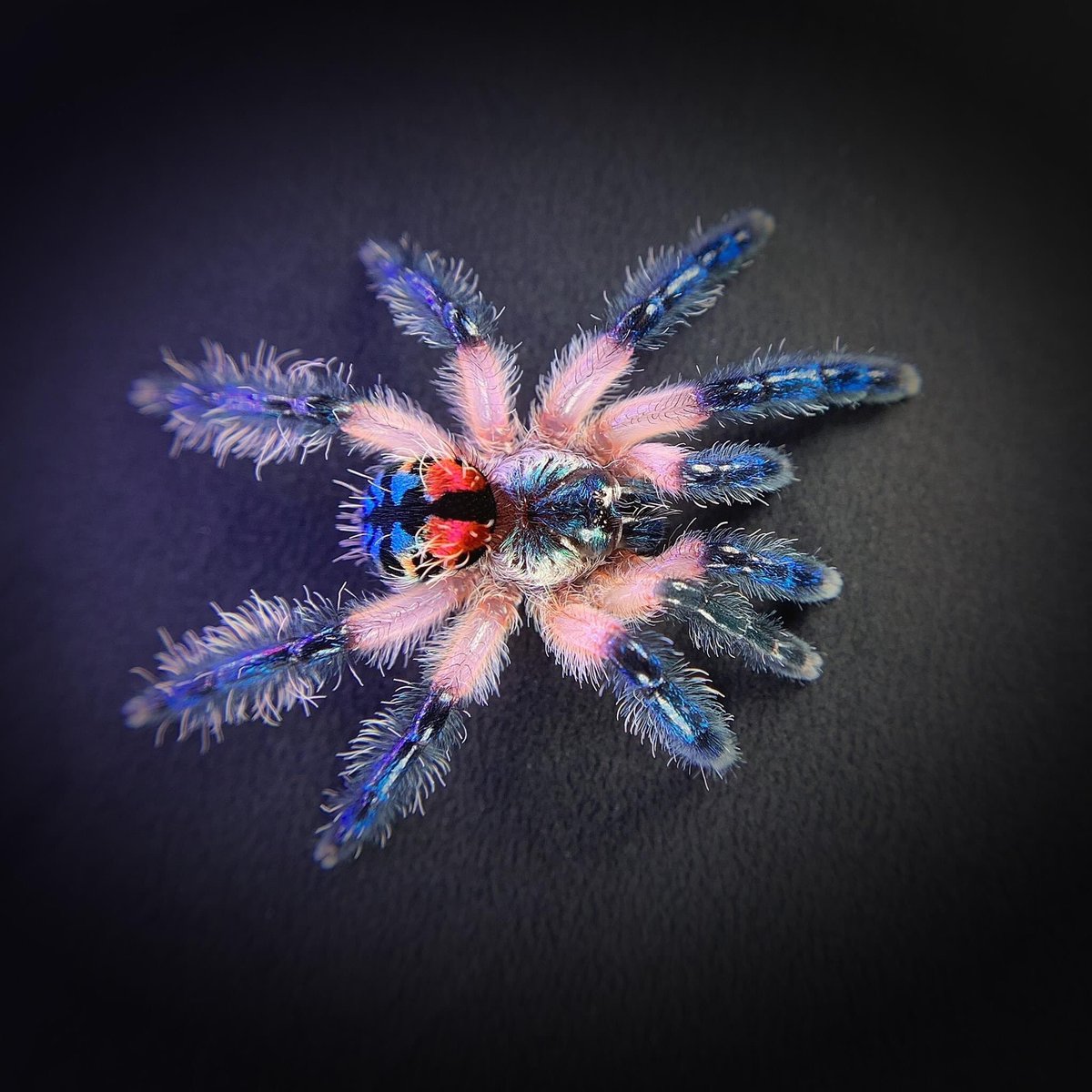 sofiabiologista's tweet photo. Typhochlaena seladonia (Brazilian Jewel Tarantula) It is unique as an arboreal spider that constructs trapdoors in the bark of trees.
📸 Jonathan Novio https://t.co/UL2NedWw6g
