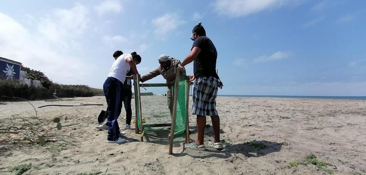 MAE_Zonal5's tweet photo. Guardaparque del Área Nacional de Recreación Playas Villamil en coordinación con el @GADPlayas, y el voluntariado de comuneros de Engabao, trabajan en la protección del primer nido de tortuga marina identificado en el sector. https://t.co/kuwTI1PIg0