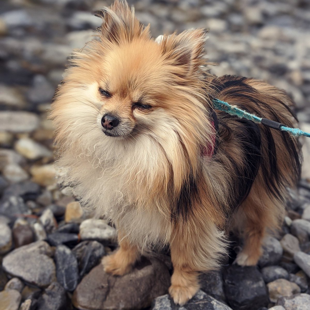 PupperEevee's tweet photo. We all have that one pic where our eyes are closed 🙈 

#pomeranian #pomchi https://t.co/tE5jYTb4wl