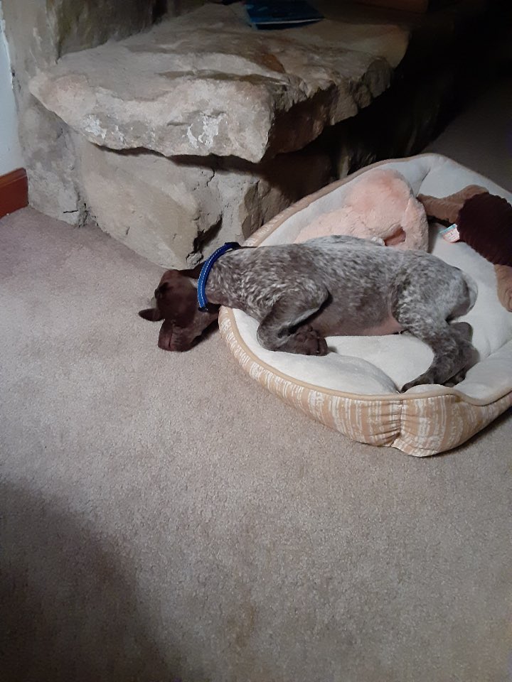 jen_a18's tweet photo. Look how cute this little nugget is 😍😅 https://t.co/nn26v0TNEu