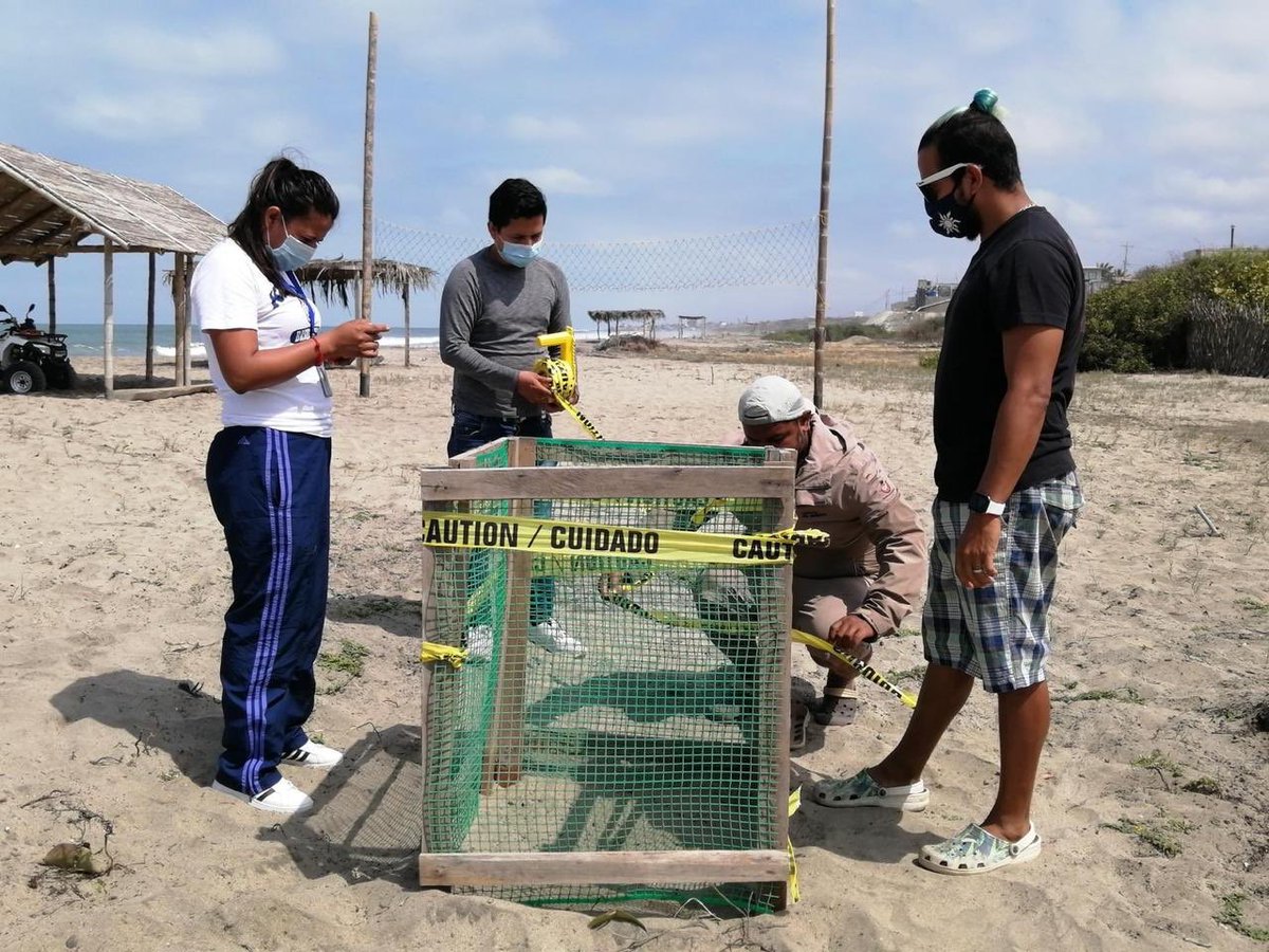 MAE_Zonal5's tweet photo. Esto es parte del proceso que  @Ambiente_Ec viene desarrollando a través del #ProyectoMarinoCosteroEc, con la elaboración del Plan de Manejo de Playa de Mar, que dentro de sus acciones apunta a minimizar las amenazas en las zonas de anidacion de las tortugas marinas. https://t.co/37LQ00QNRY