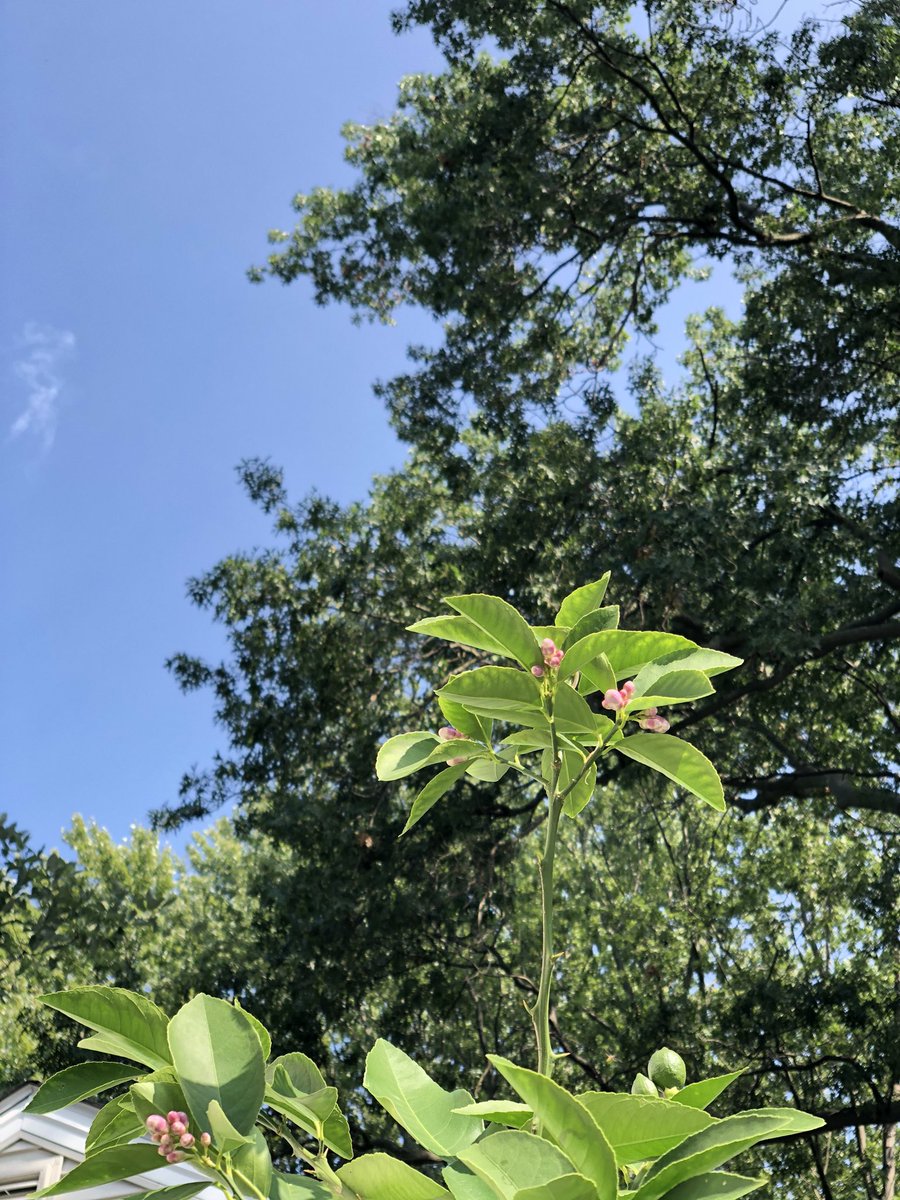 Our Meyer lemon flower buds are reaching for the sky!

#indigoscentedgarden #FlowerReport #meyerlemon