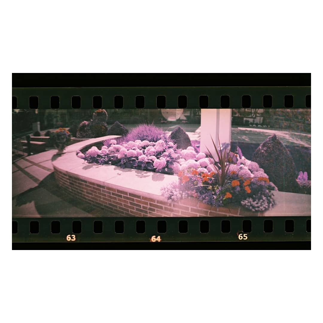 _uvaldo's tweet photo. @lomography @OldSchoolLab 
#lomography #sprocketscan #lomochromepurple https://t.co/ErdmHlYKne