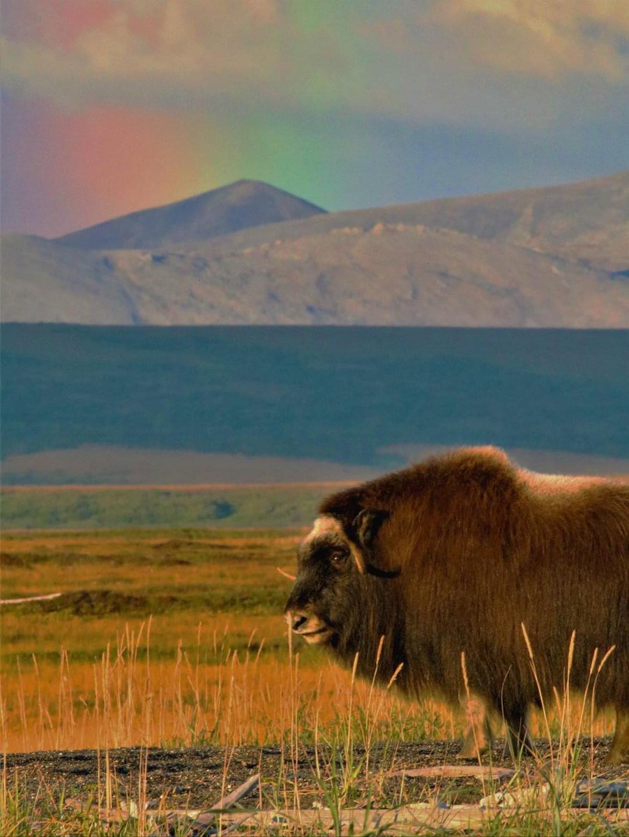 NatlParkService's tweet photo. “You are a beautiful, talented, brilliant, powerful musk ox.” - Leslie Knope⁣

📸A muskoxen standing in Alaska’s Cape Krusenstern National Monument. NPS/Sara Germain #FindYourPark https://t.co/SJoVNoxQdh