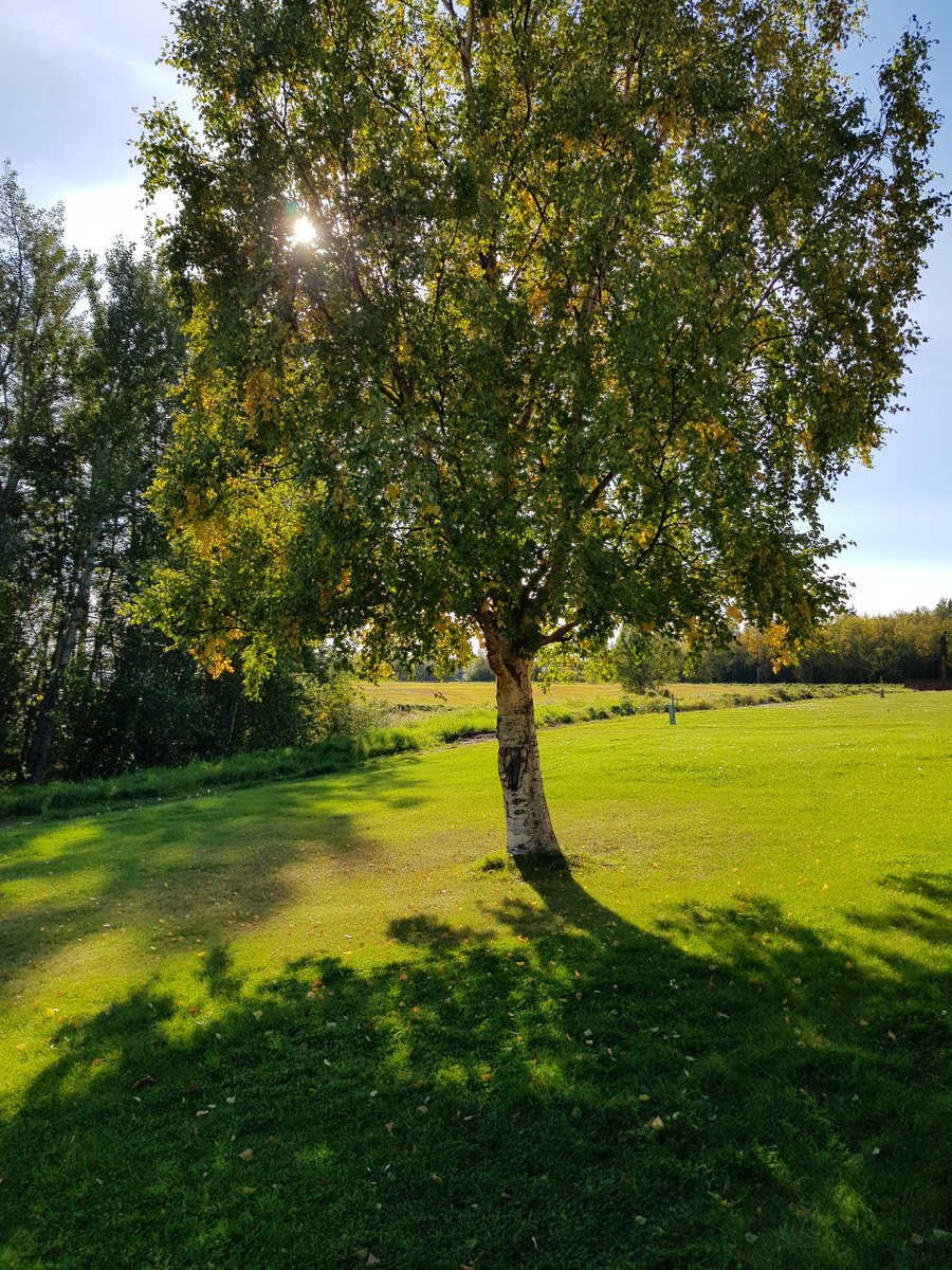 Beautiful day to sit under this majestic birch and enjoy the world while we can still survive being in the outdoors. I love Alaska.