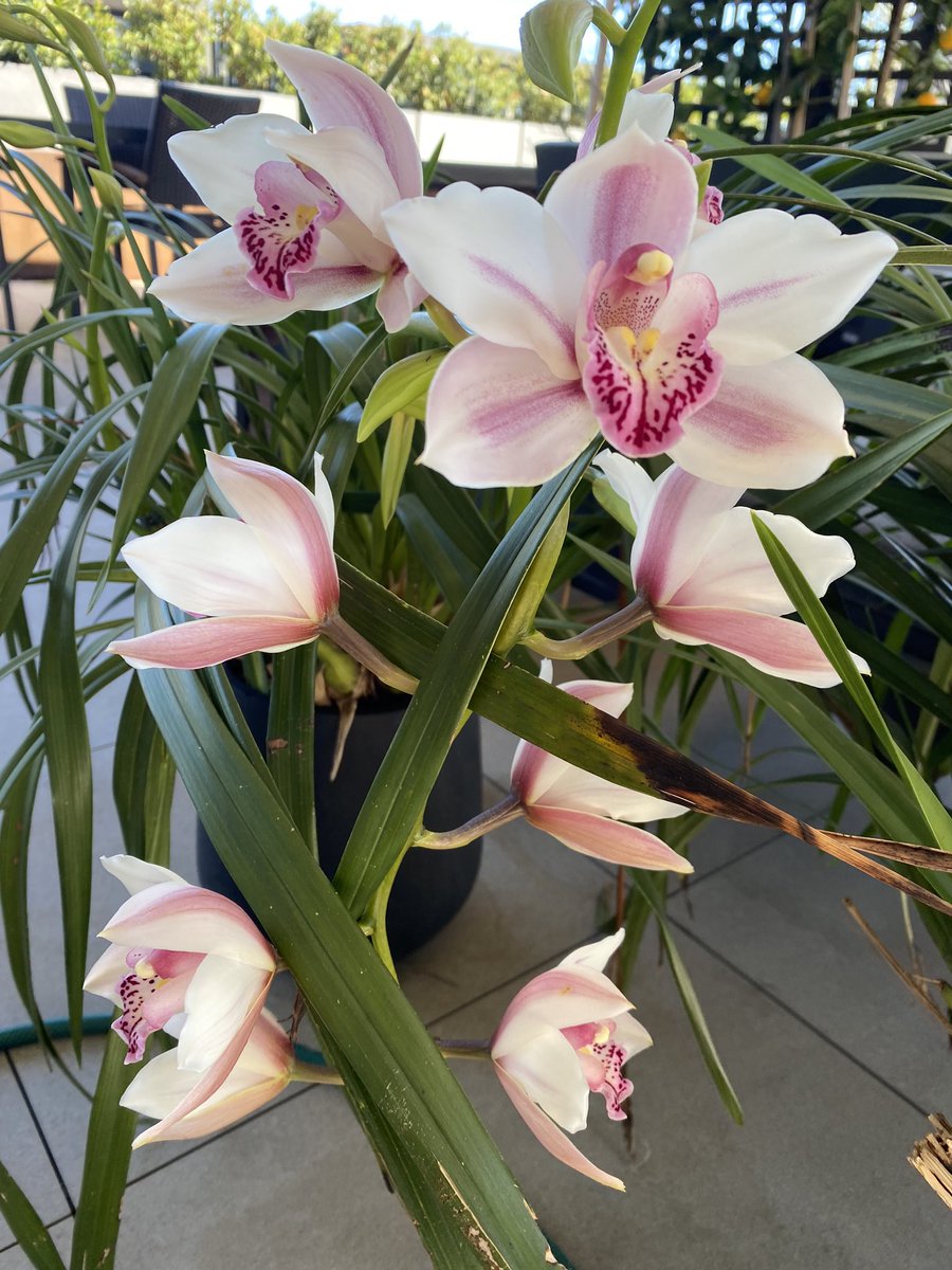 DimityPaul's tweet image. My orchids are out and they are beautiful! #orchids #balconygarden #springinmelbourne