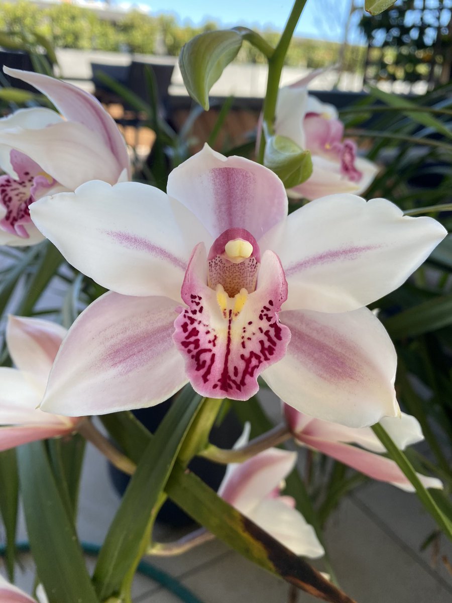DimityPaul's tweet image. My orchids are out and they are beautiful! #orchids #balconygarden #springinmelbourne