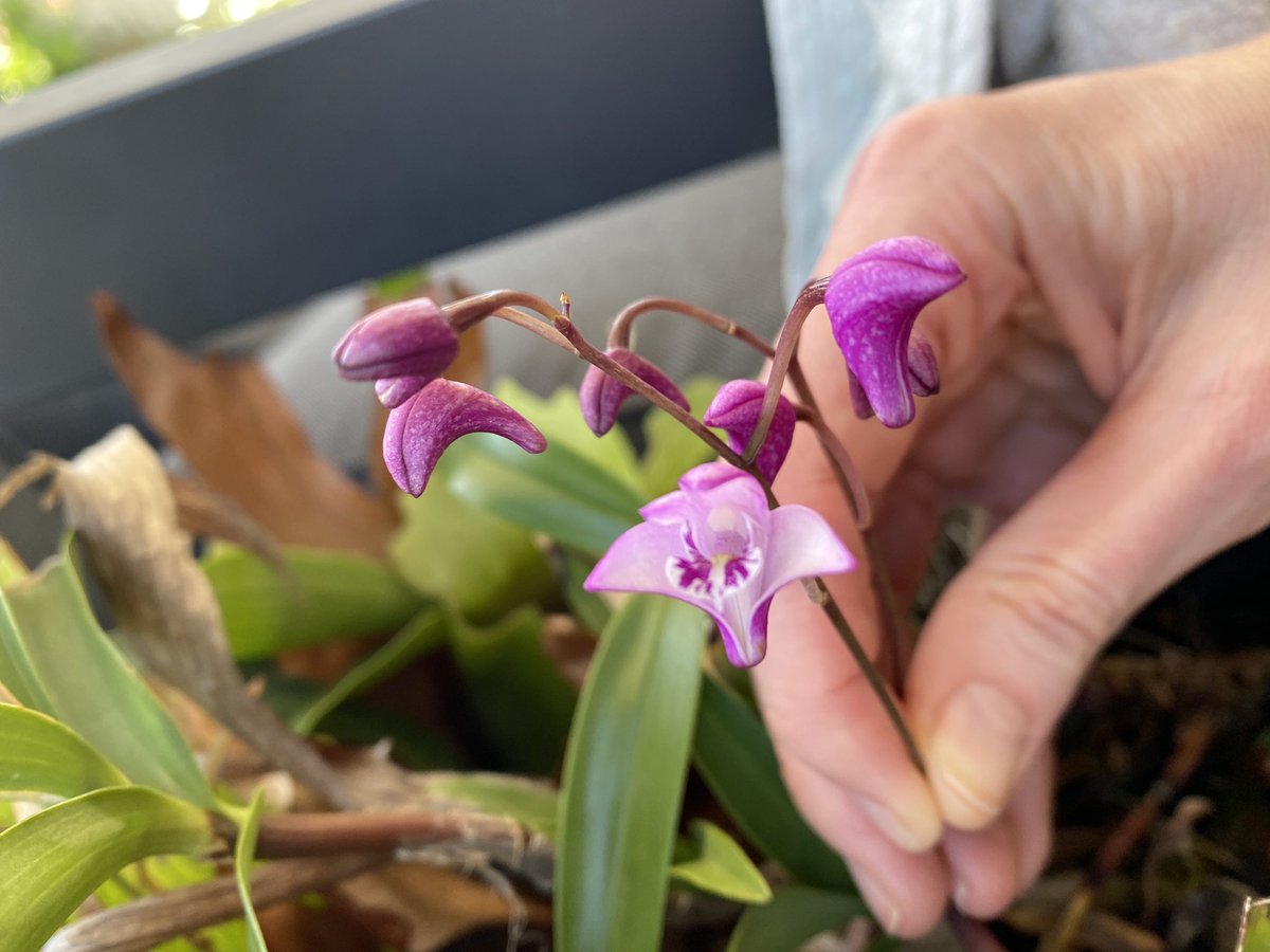 DimityPaul's tweet image. My orchids are out and they are beautiful! #orchids #balconygarden #springinmelbourne