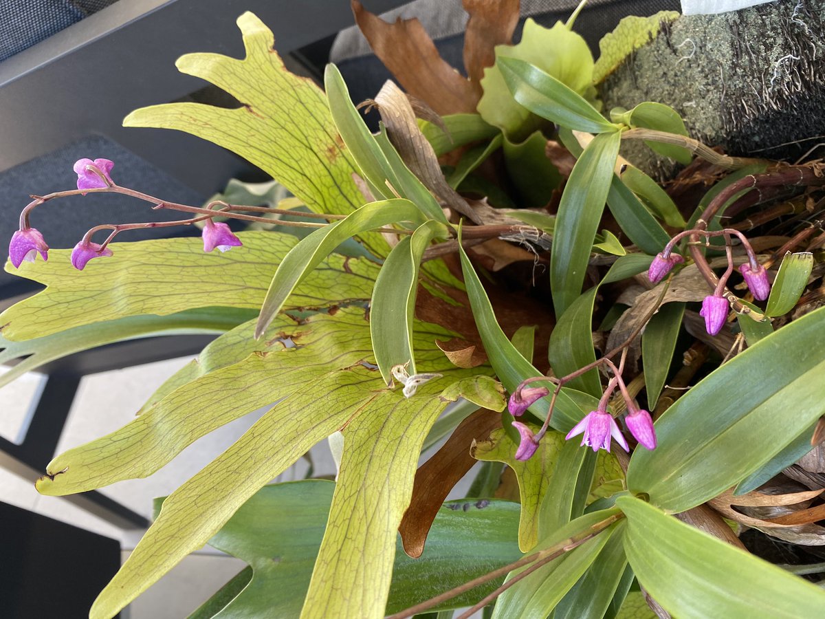 DimityPaul's tweet image. My orchids are out and they are beautiful! #orchids #balconygarden #springinmelbourne