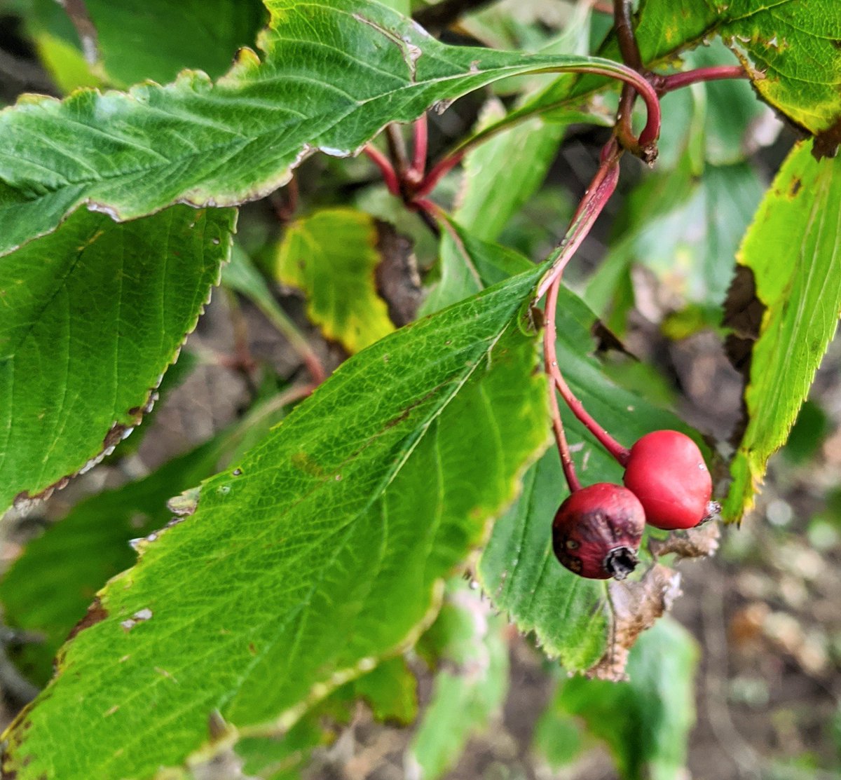 herbalist's tweet photo. Plant of the day: hawthorn (Crataegus, likely a C. macrosperma hydrid). Now, at the end and straggly, is when I love her most. Not the white flowers of May, not the full branches of late August, but here, at the edge of fall and the edge of the field, tattered, sweetest heart https://t.co/gt4xnQ4cwa