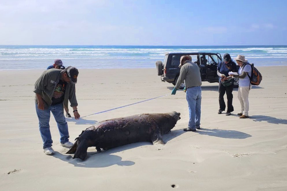 Hallan muertos a 137 lobos marinos en Baja California Sur Los ejemplares fueron hallados sobre 130 kilómetros de costas en el Golfo de Ulloa en el municipio de #Comondú. Personal de la @profepa_mx ya inició una investigación sobre lo sucedido.