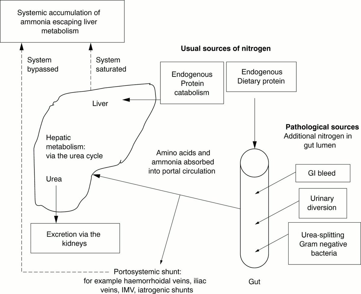 On related note, just saw this case report of 3 cases of non-hepatic hyperammonaemia with this great diagram.  https://pmj.bmj.com/content/77/913/717