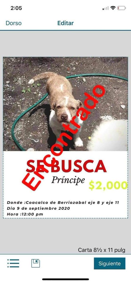 leluna73's tweet photo. #Baguira #extraviada en #Coacalco
Su familia la extraña y esta desesperada.
Si la ves por favor resguardala.
@PrrosPerdidosMX @MascotasSismo
@CoacalcoVive
#Tultitlán #Tultepec #Ecatepec
#Covid_19mx #Ayudar https://t.co/aNUmjhj1EK