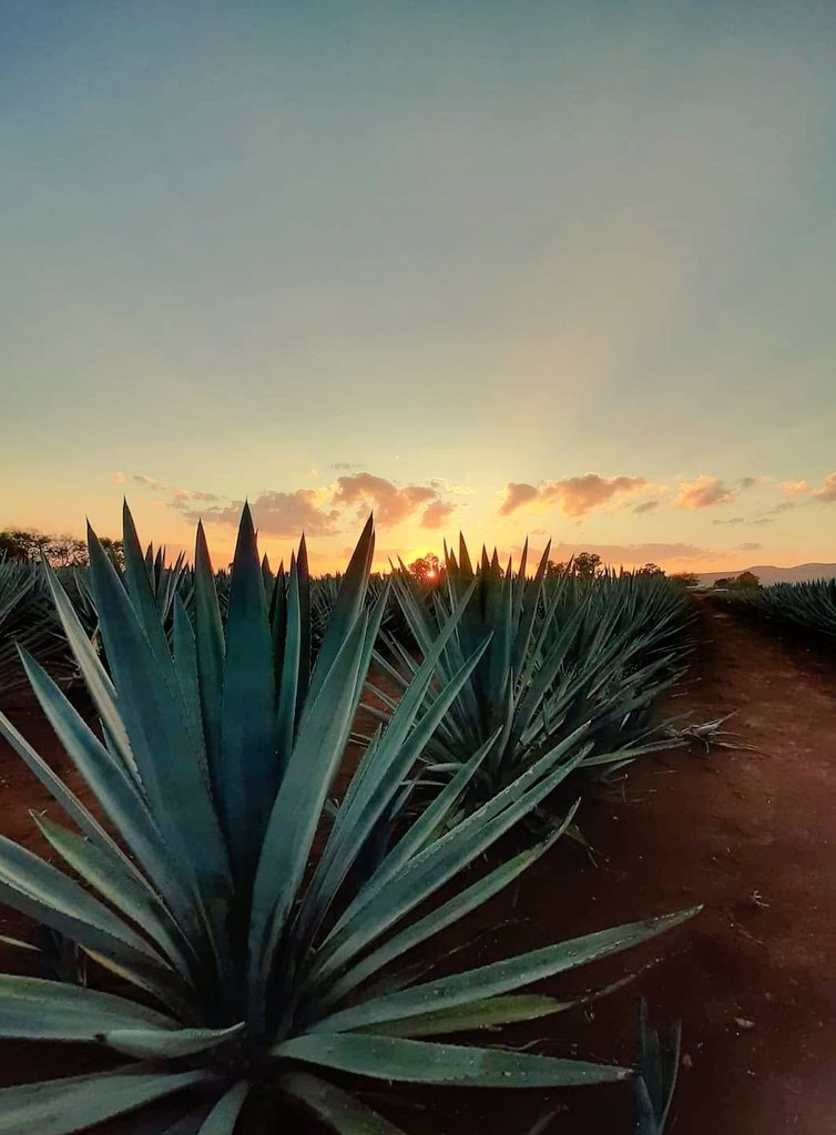 Arandas_Jal's tweet image. Atardecer Arandas, Jalisco.
