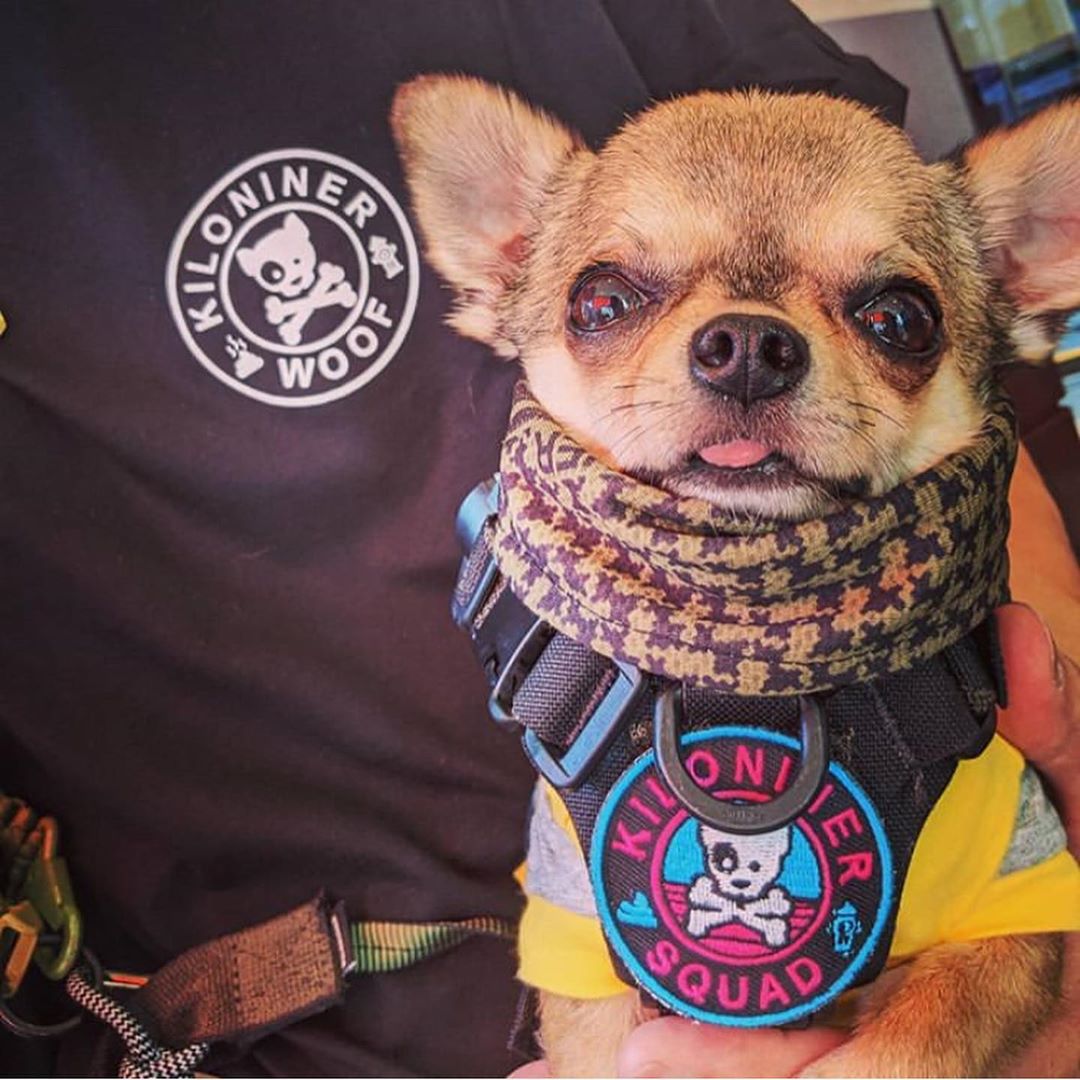 kiloninerpets's tweet photo. Leon member and dad are patroling 📷‍♂️
"Kiloniner Short Sleeve Tee" and "Morale Patch" Link coordination 📷
WE provide a useful industry as "WHAT KIND OF DOG IS EASY FOR A BEGINNER TO KEEP?'' today!! Please check the topics: https://t.co/LuOcI4x8ik https://t.co/FQcaRjeg5W