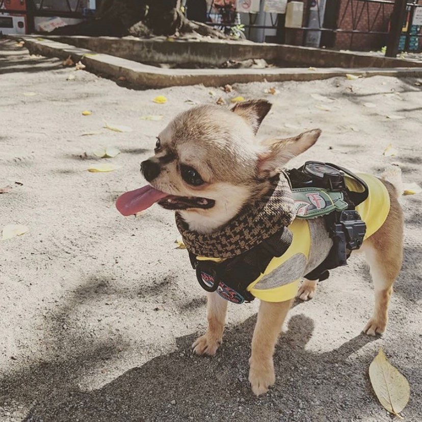 kiloninerpets's tweet photo. Leon member and dad are patroling 📷‍♂️
"Kiloniner Short Sleeve Tee" and "Morale Patch" Link coordination 📷
WE provide a useful industry as "WHAT KIND OF DOG IS EASY FOR A BEGINNER TO KEEP?'' today!! Please check the topics: https://t.co/LuOcI4x8ik https://t.co/FQcaRjeg5W