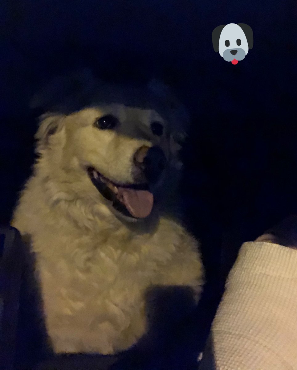 Cheaptarts's tweet photo. #wrenwatch #littleskunkwatch Had a brief car ride in the neighborhood. W πΆπΆ. Saw π°π° & a possum. On the way into the alley there was the little skunk! Nearby where I saw him days ago.𦨠1 wren has been roosting in the canned light each night, still. βΊοΈ@CameraTrapSue @BobTarte https://t.co/5sBsuacAbR