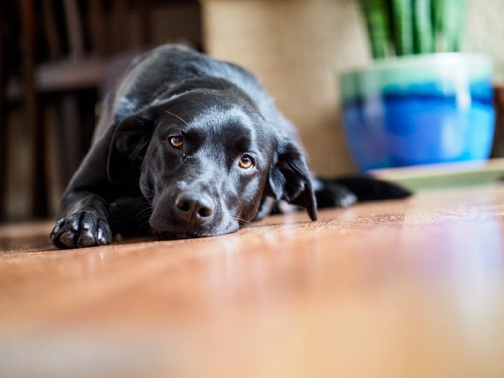 DogLoversForev2's tweet photo. What do dogs do on their day off? Can’t lie around – that’s their job.🐶❤️
.
.
.
.
#dog #dogs #pet #puppy #doglovers #doglover #ilovemydog #pups #dogsofinstagram #northeastdogs #doglife #usa #america #dogoftheday #dogquotes #bestdogdayever #doggy #love #waiting #follow #twitter https://t.co/w5QBNAjtLE
