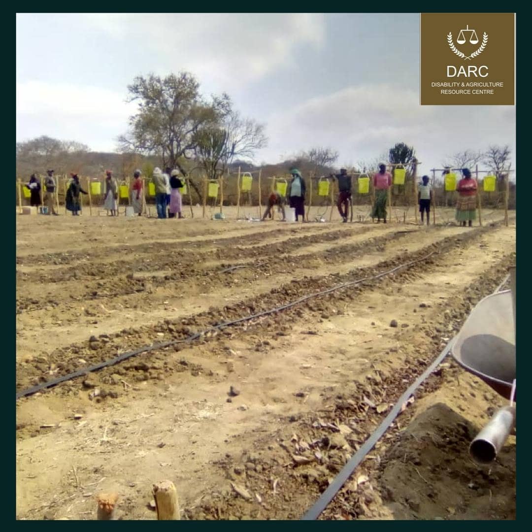 DarcTrust's tweet photo. August was a busy month for us. Our team was in Hwabayi, Gwanda installing drip system and boosting our market gardening project.#womeninagriculture #investinruralpeople #syngentazw https://t.co/vVxKhGQKme