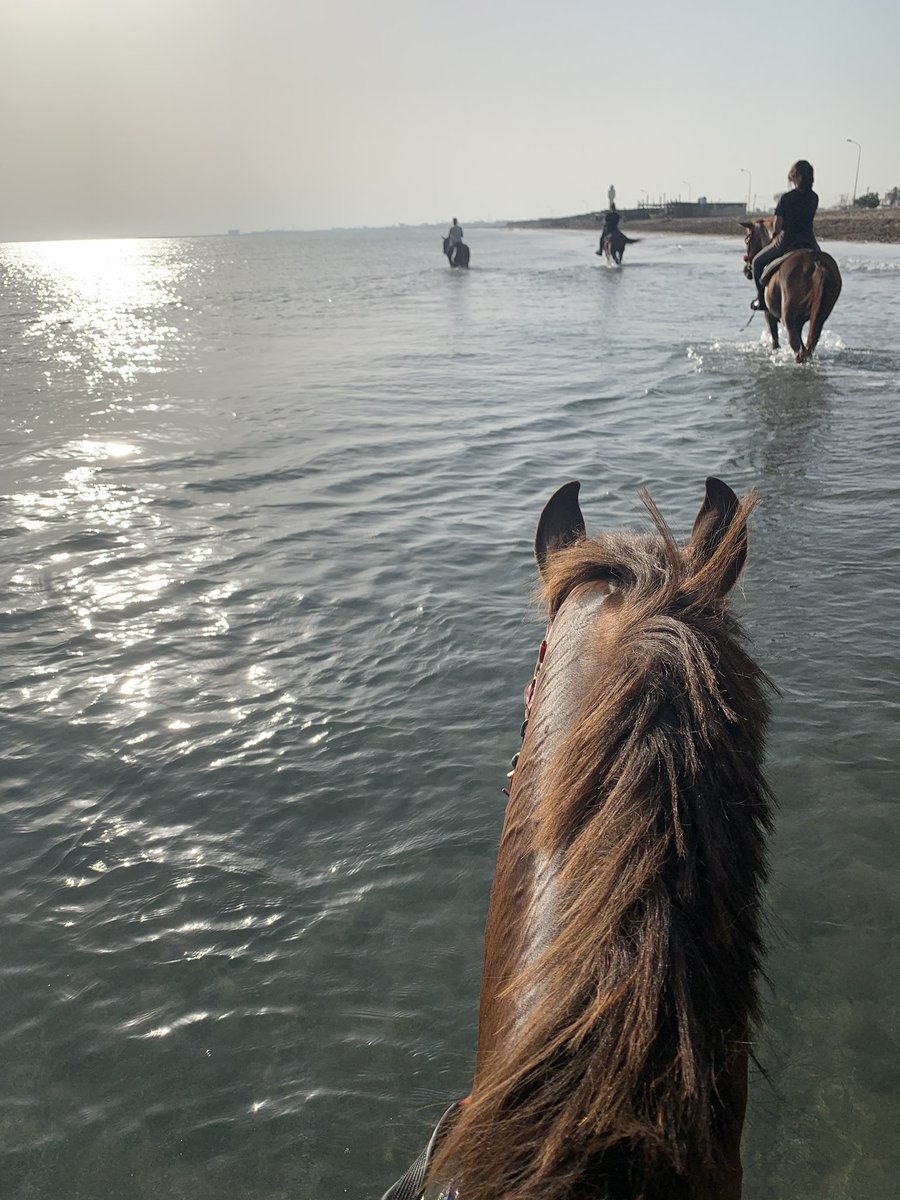 RashidAlasmi_'s tweet photo. وفي حـب الخيل تمادي ي نفسي❤️❤️ https://t.co/6jKNBsoyfp