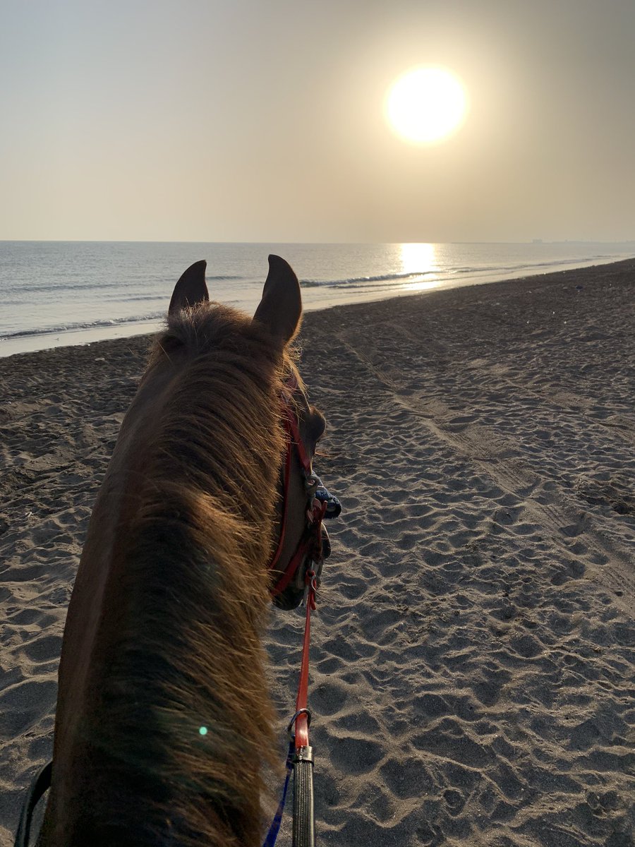 RashidAlasmi_'s tweet photo. وفي حـب الخيل تمادي ي نفسي❤️❤️ https://t.co/6jKNBsoyfp