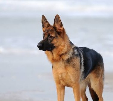 BY48 AS DOGS: a threadHan Chen x German Shepherd - do I even need to justify myself- has a mind of their own- highly motivated- high possibility to become (object) fixated- repetitive actions- high endurance- high adaptability- tends to bond with one person