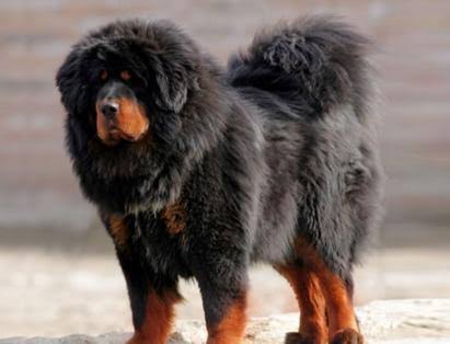 Bo Li x Tibetan Mastiff- big boi- stubborn- can be extremely strong willed- kinda aloof to most people- hairy- protective of certain things/people- I'm very glad I've never had to work with one