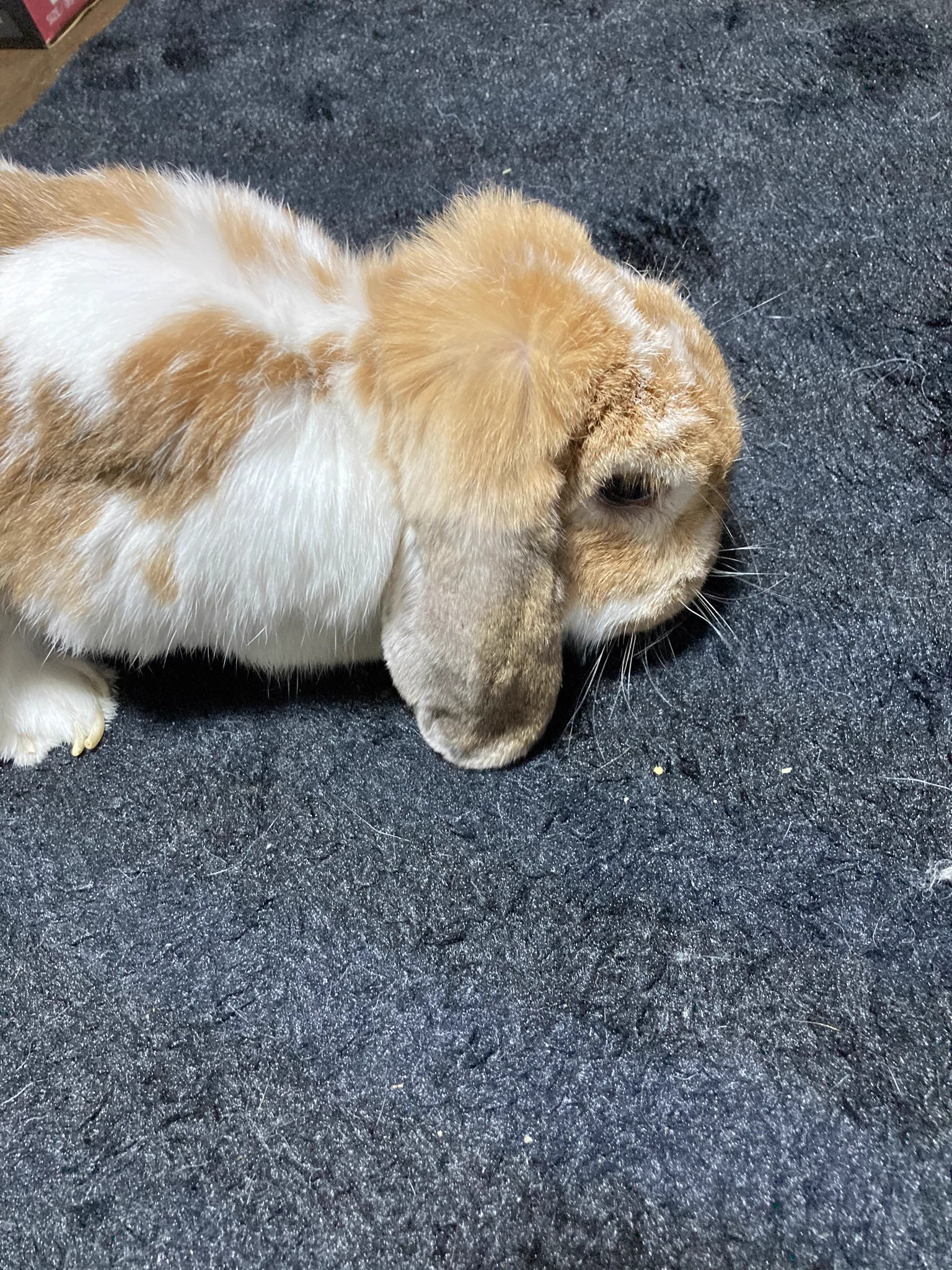 @miniusagidoyasa まだかなぁ、、 