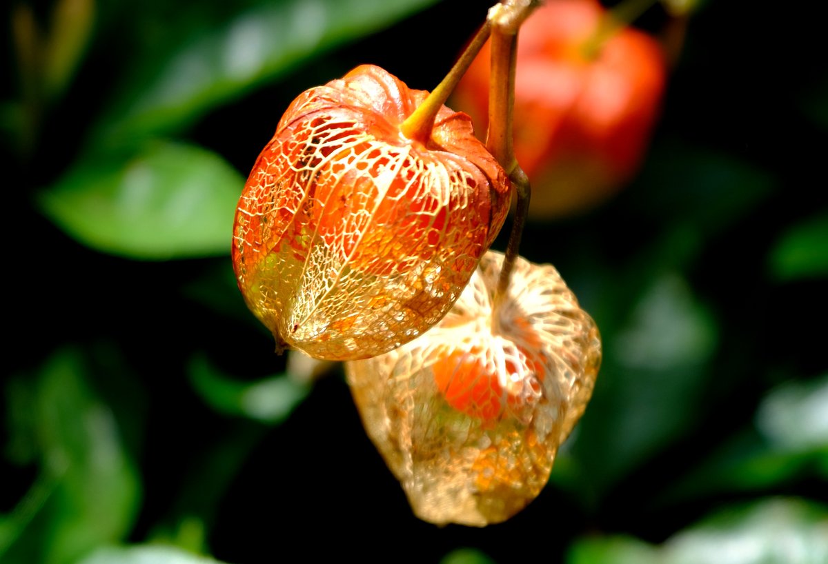 Nozomi ほおずき ナス科の花で 漢字では 鬼灯 鬼燈 酸漿 等と書きます お盆の頃にお花屋さんで売っています 各地で ほおずき市 が開かれることも 実の皮だけにすると鳴らすことができます 網目状になっても趣あり 花写真