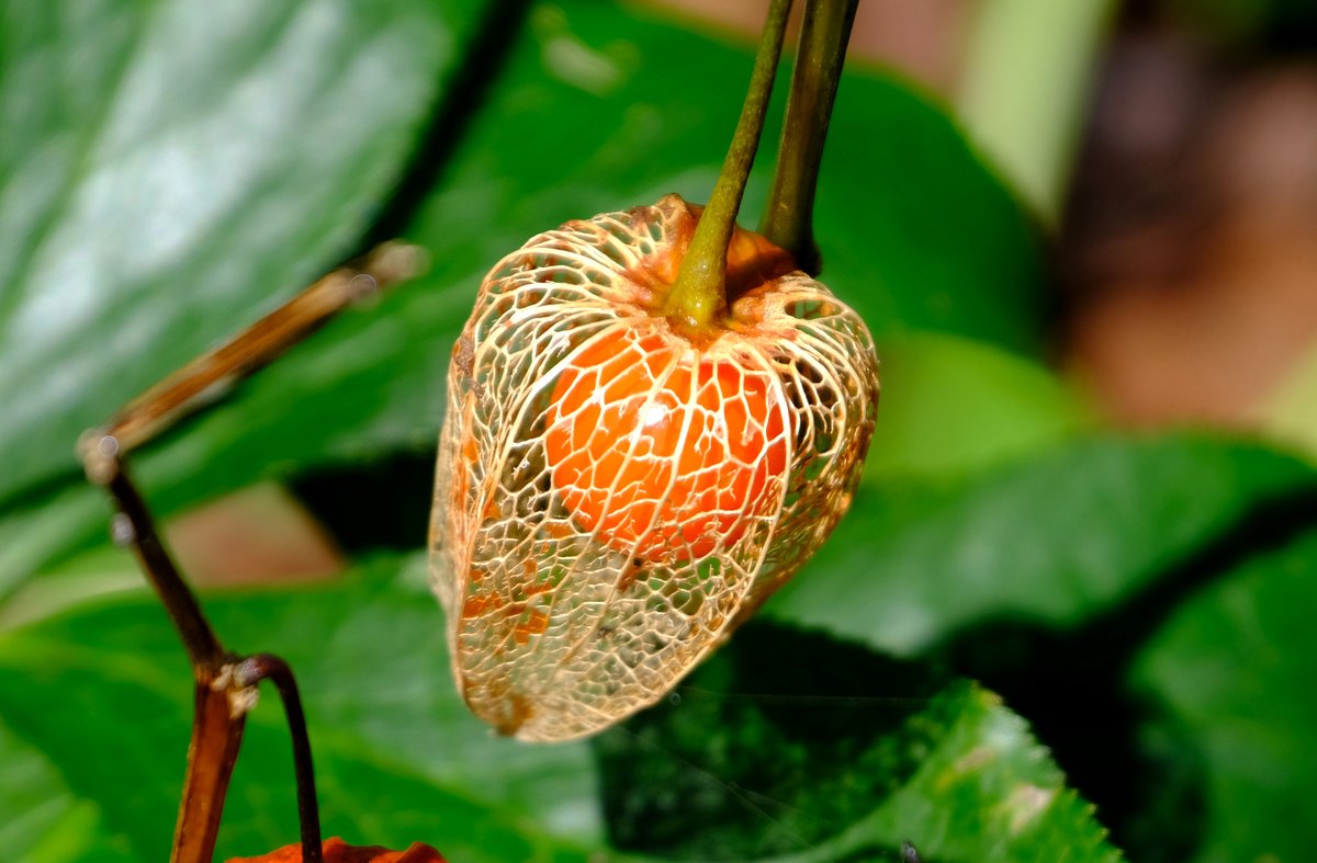 Nozomi ほおずき ナス科の花で 漢字では 鬼灯 鬼燈 酸漿 等と書きます お盆の頃にお花屋さんで売っています 各地で ほおずき市 が開かれることも 実の皮だけにすると鳴らすことができます 網目状になっても趣あり 花写真