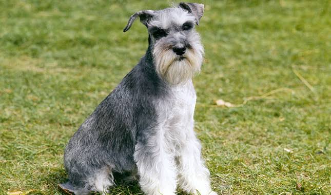 Bai Qi x Schnauzer- looks like a grumpy old man, is a grumpy old man- generally hates strangers- can get snappy and bossy with their own kind- likes to terrorise cats (A-Li ) - is actually pretty sensitive and easily offended- cold shoulders u when feeling moody tho