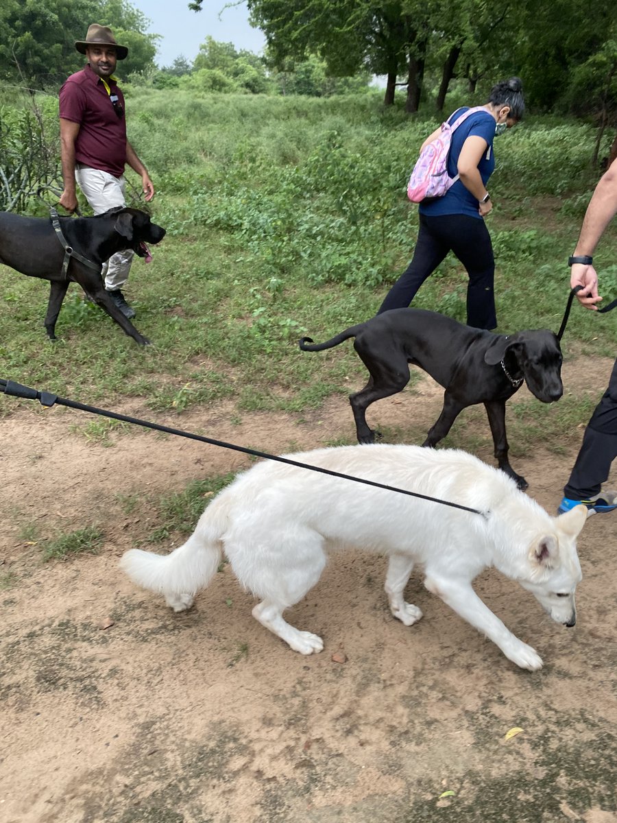 LalityaMunshaw's tweet photo. Pets day out...Friend Sandra organized a 5 kilometre walk for pets in a farm in Ahmedabad. Best wishes for wonderful initiative. Elvis, Elton enjoyed social walk &amp; mingling with other pets. Big thx to Sandra.

#SnowInIndia #PetsDayOut #PetsLover #ShihTzu #LalityaMunshaw https://t.co/iSuPpR67QZ