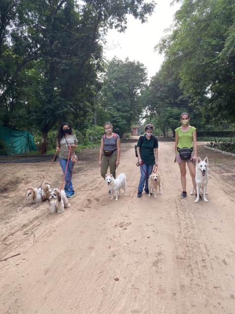 LalityaMunshaw's tweet photo. Pets day out...Friend Sandra organized a 5 kilometre walk for pets in a farm in Ahmedabad. Best wishes for wonderful initiative. Elvis, Elton enjoyed social walk &amp; mingling with other pets. Big thx to Sandra.

#SnowInIndia #PetsDayOut #PetsLover #ShihTzu #LalityaMunshaw https://t.co/iSuPpR67QZ
