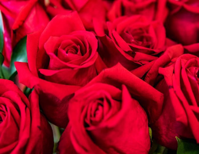 LightingIndia's tweet photo. Majorland Unfolds The Secret Of Enhanced Rose Production. https://t.co/aO0nJL5nYu
#majorland #rose #roses #roseproductions #roseproduction #led #leds #ledlighting #ledlightings #ledlights #ledlight #signify #signifylighting #lightspectrum #lightspectrums #lightingspectrum https://t.co/rn49KiiyGm