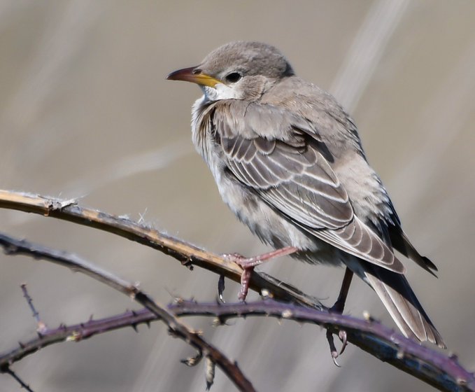 Many thanks to @MattMinnis4 for a nice photo of yday's Rosy Starling