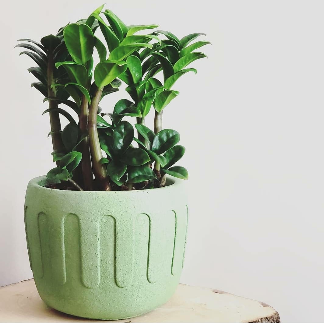 #plants #gardeninghome92 #HomeGardeningTips #follow4followback #followｍe #fbf

Subscribe channel Thanks
bit.ly/3lmQmGD